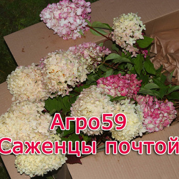 САЖЕНЦЫ ПОЧТОЙ